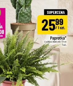 Paprotnik średnica doniczki 17 cm
