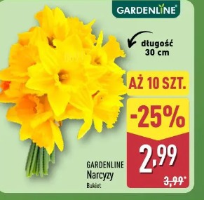 GARDENLINE Narcyzy