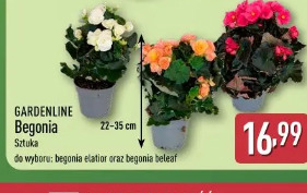 Gardenline Begonia
