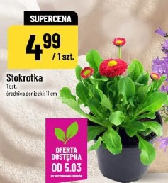 Stokrotka