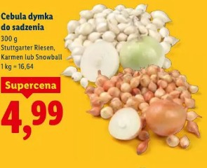 Cebula dymka do sadzenia