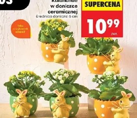 Kalanchoe w doniczce ceramicznej