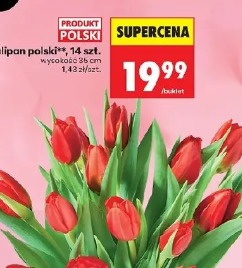 Tulipan polski