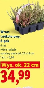 Wrzos trójkolorowy, 6-pak