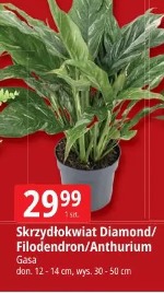 Skrzydłokwiat Diamond/Filodendron/Anthurium Gasa