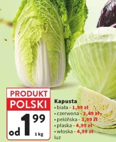 Kapusta biała