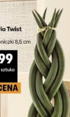 Sansevieria Twist