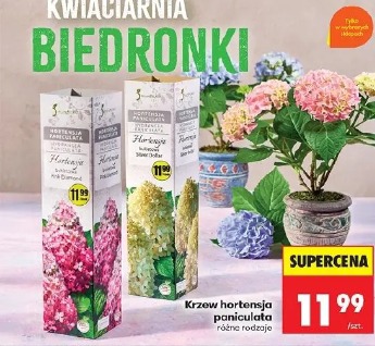 Krzew hortensja paniculata