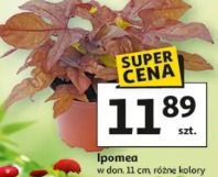 Ipomea