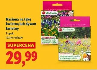 Nasiona na łąkę kwietną lub dywan kwietny