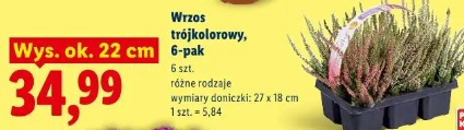 Wrzos trójkolorowy, 6-pak