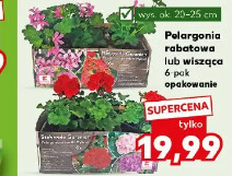 Pelargonia rabatowa lub wisząca 6-pak