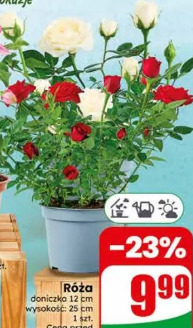 Róża