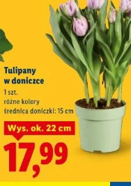 Tulipany w doniczce