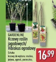 Gardenline Krzewy roślin jagodowych/Hibiskus ogrodowy