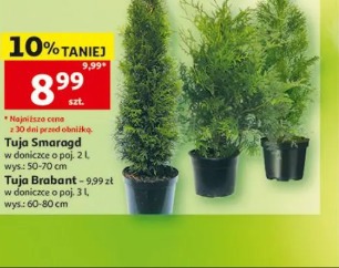 Tuja Brabant