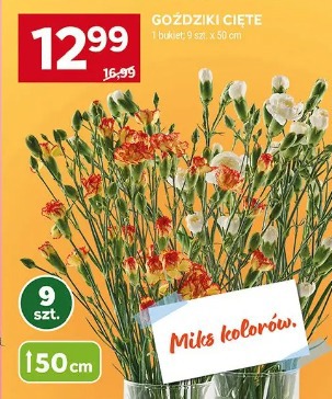 Goździki cięte