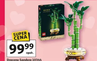 Dracena Sandera 10344