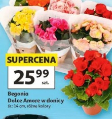 Begonia Dolce Amore w donicy