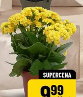 Kalanchoe