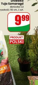 Drzewko Tuja Szmaragd