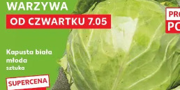 Kapusta biała młoda