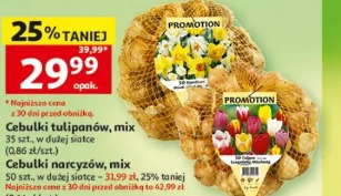 Cebulki tulipanów, mix