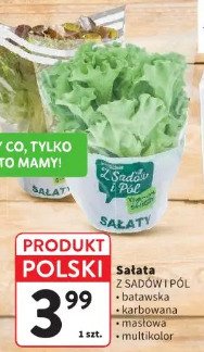 Sałata Z SADÓW I PÓL batawska, karbowana, masłowa, multikolor