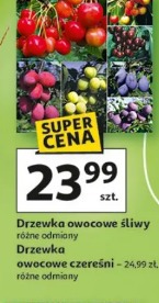 Drzewka owocowe śliwy