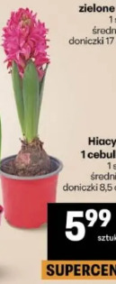 Hiacynt 1 cebulka