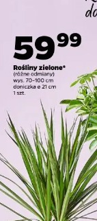 Rośliny zielone