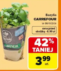 Bazylia Carrefour w doniczce