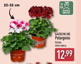 Gardenline Pelargonia