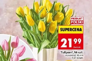 Tulipan, 14 szt.
