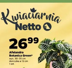 Afelandra Botanica Green
