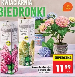 Krzew hortensja paniculata