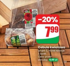 Cebule kwiatowe grupa 2