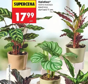 Kalatea