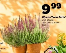Wrzos Twin Girls