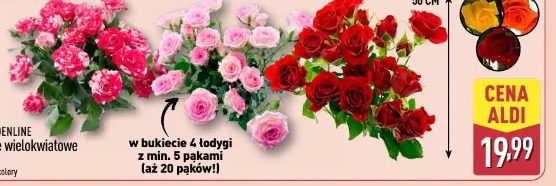 Róże wielkokwiatowe