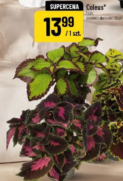 Coleus