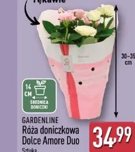 Gardenline Róża doniczkowa Dolce Amore Duo