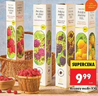 Krzewy malin XXL