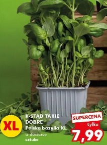 K-Stąd Takie Dobre Polska bazylia XL w doniczce