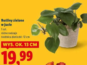 Rośliny zielone w juce