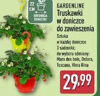 Gardenline Truskawki w doniczce do zawieszenia