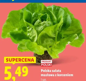 Polska sałata masłowa z korzeniem