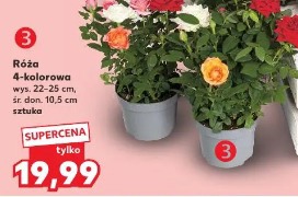 Róża 4-kolorowa w osłonce