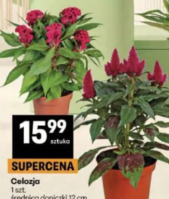 Celozja