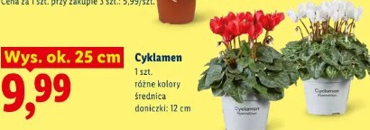 Cyklamen